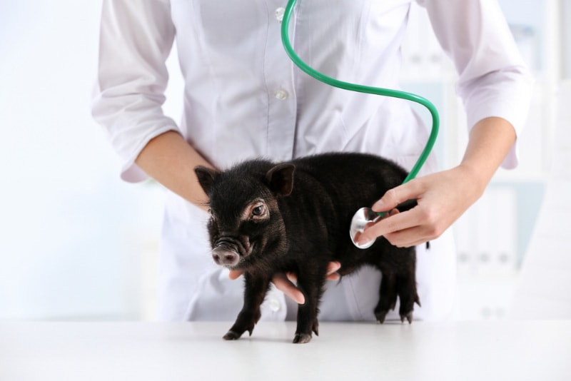 female veterinarian examining cute mini pig