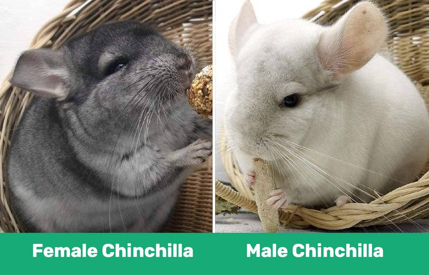 female vs male chinchilla side by side