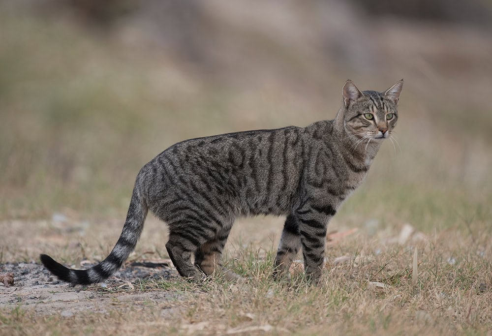 feral cat in Queensland, Australia