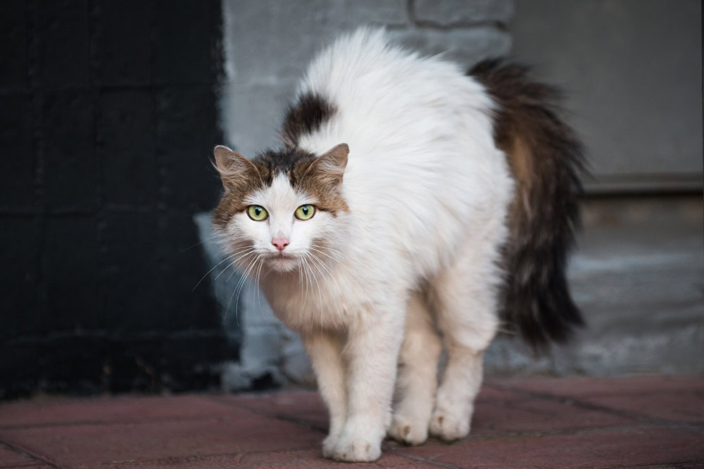 feral cat with arched back
