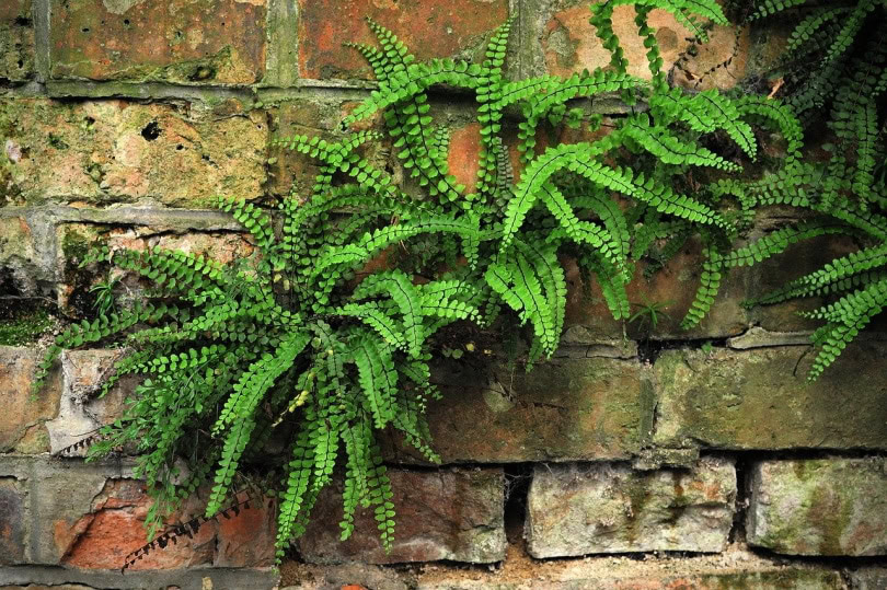 ferns growing on brick wall
