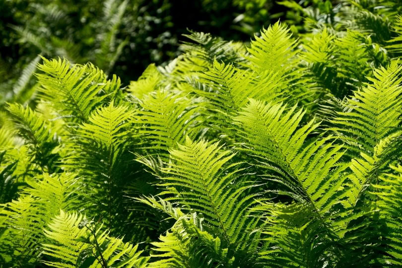 ferns_NickyPe_Pixabay