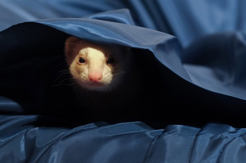 ferret blanket