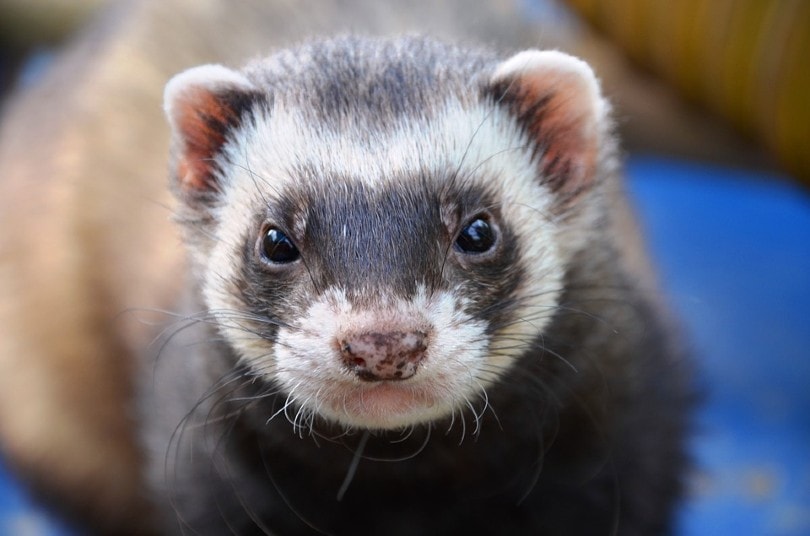 ferret closeup
