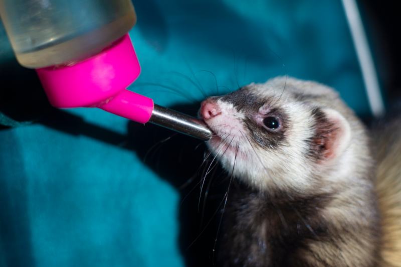 ferret drinks water in a cage