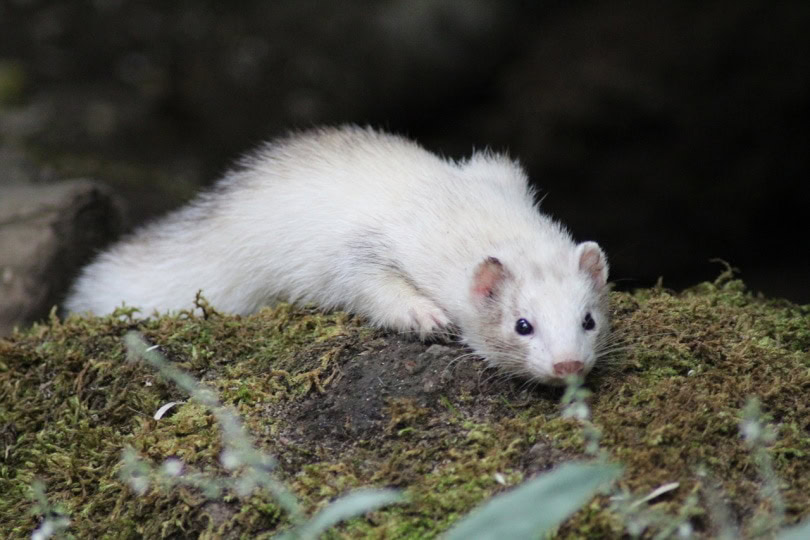 ferret eating crumbs from the ground