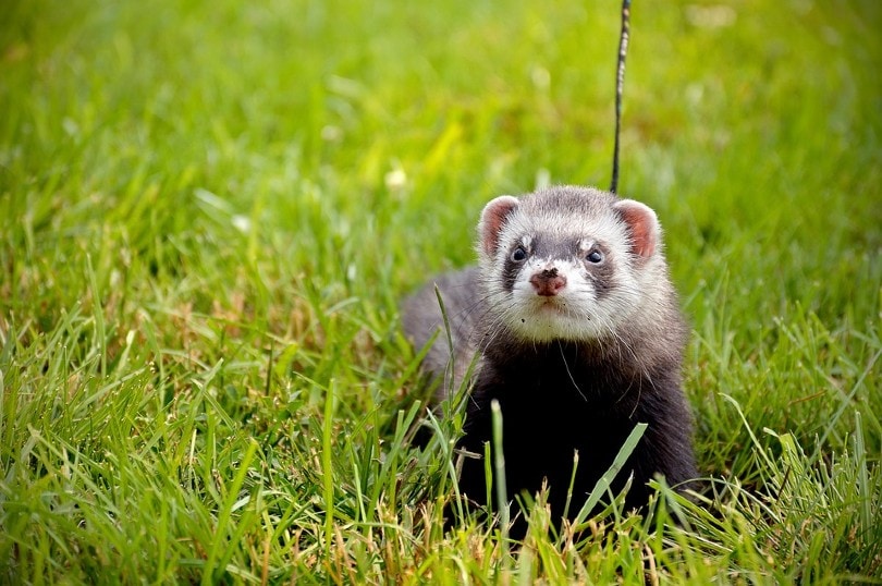 ferret grass