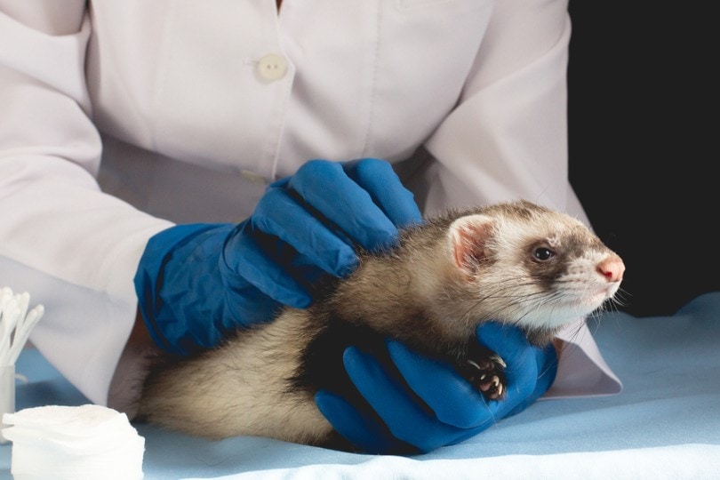 ferret in a vet clinic