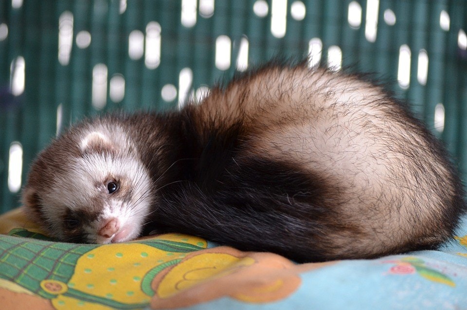 ferret lying down_Pixabay