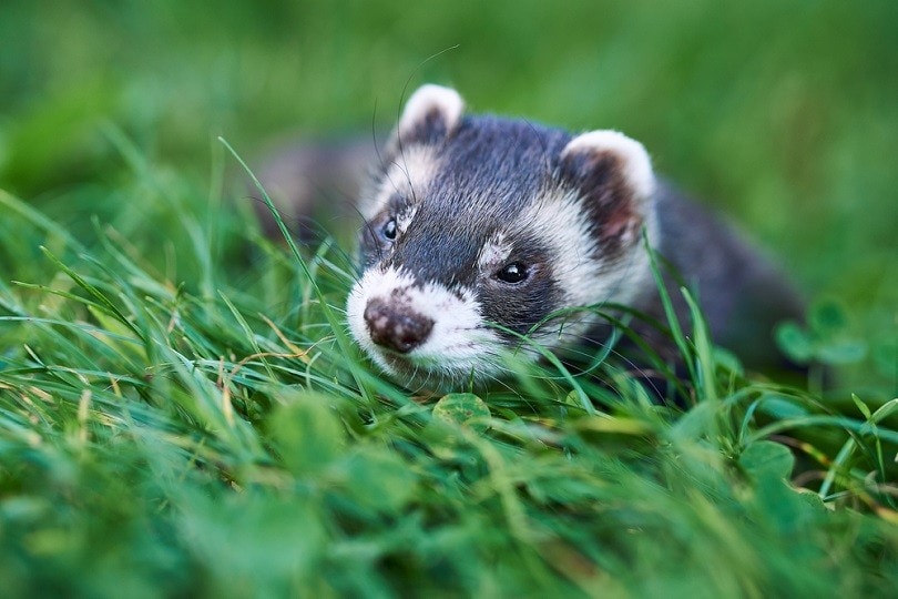 ferret male portrait_Julie Gaia_shutterstock