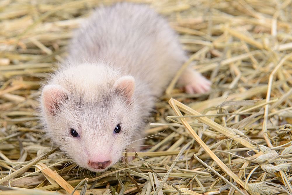 ferret on dry hay