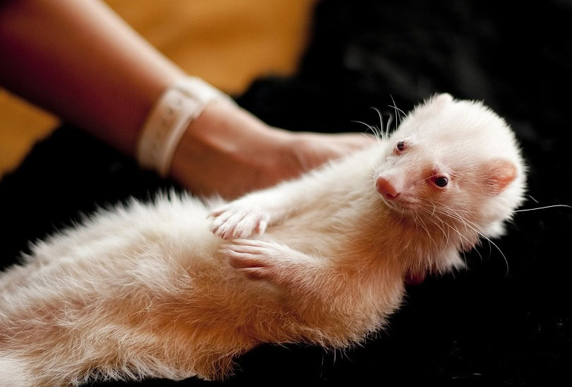 ferret-on hand