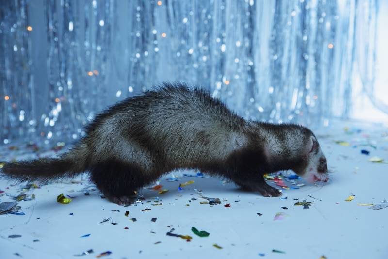 ferret on the background of a shiny garland is played and hides in the hood