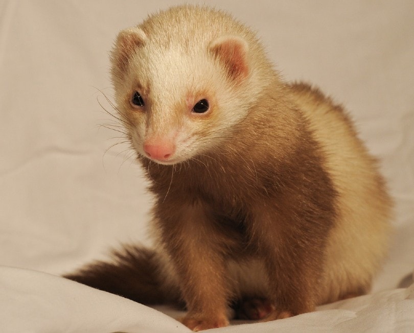 ferret on white sheets