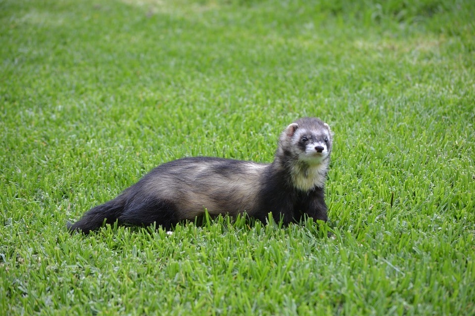 ferret outdoors