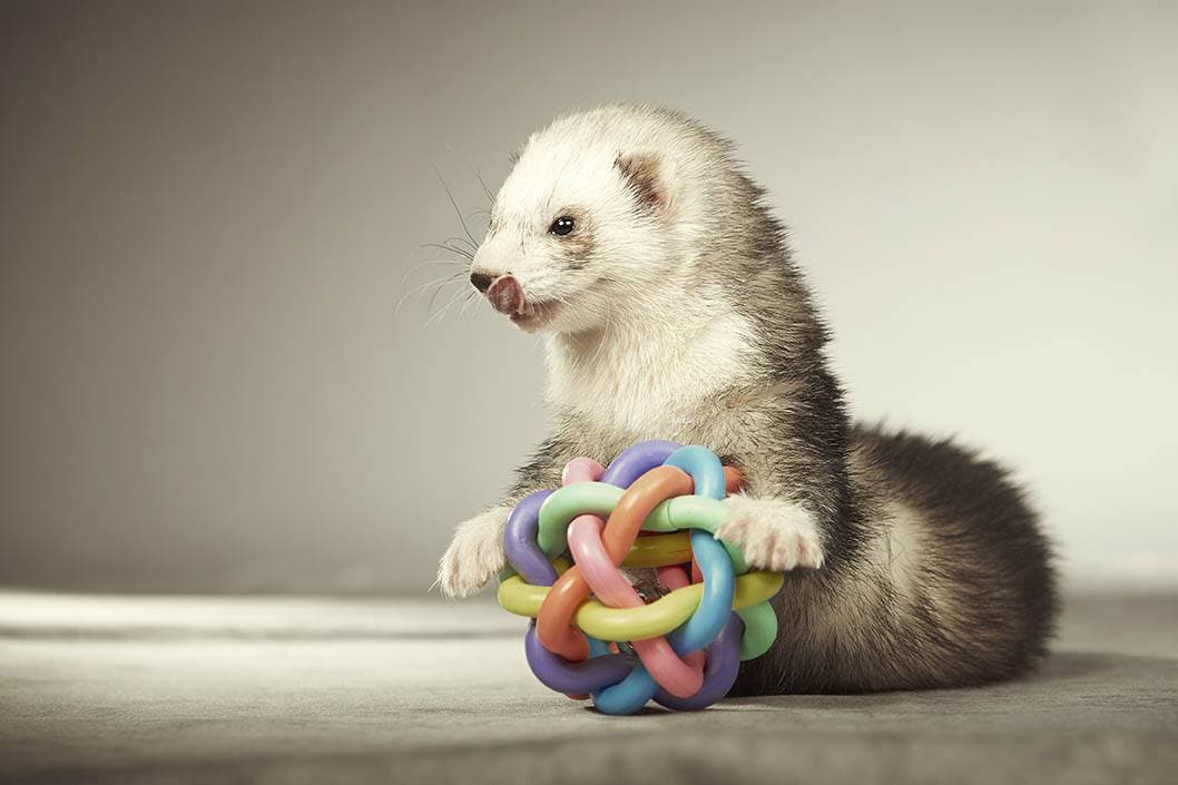 Ferret playing