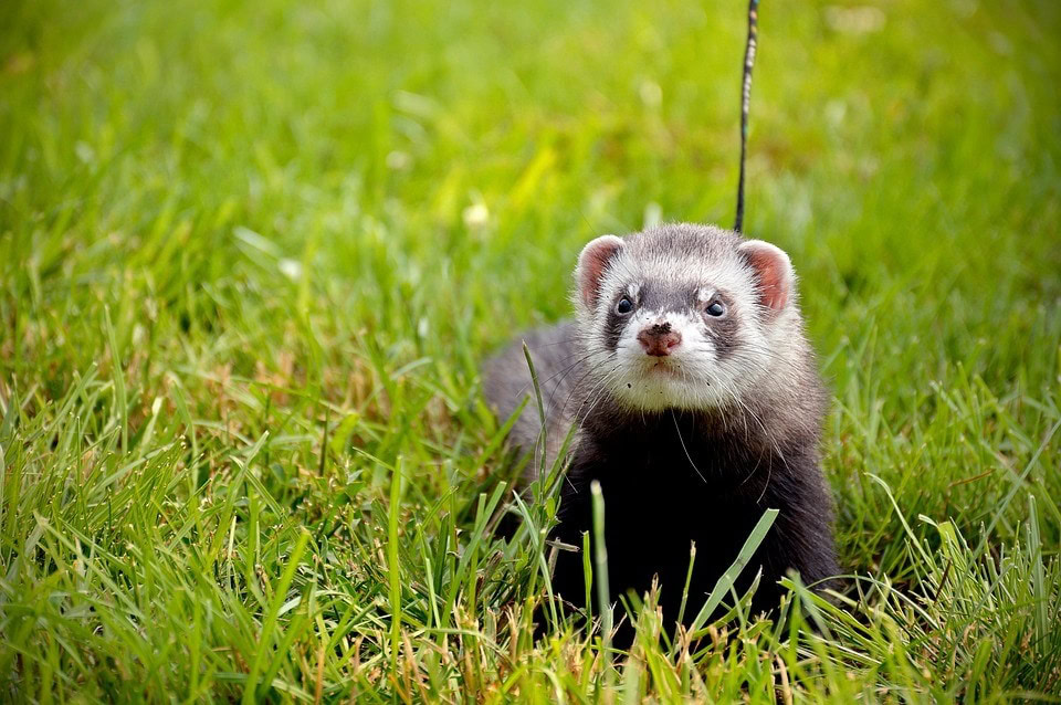 ferret with leash