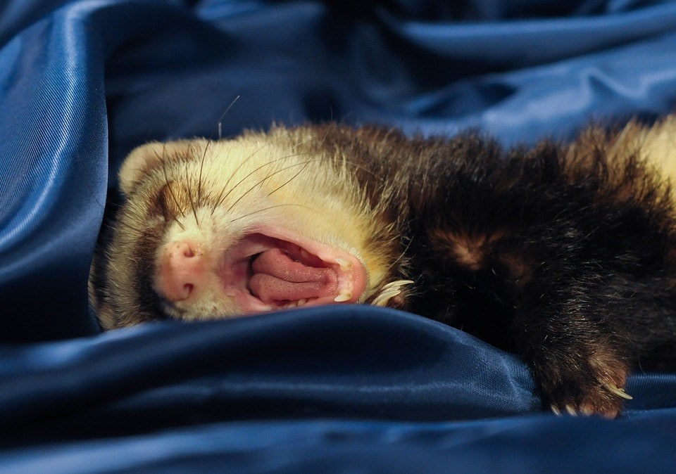 ferret yawn