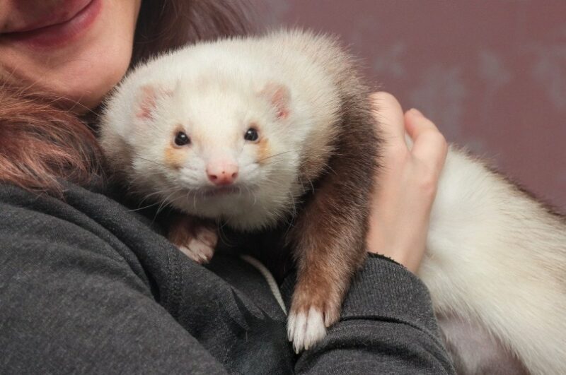 ferret
