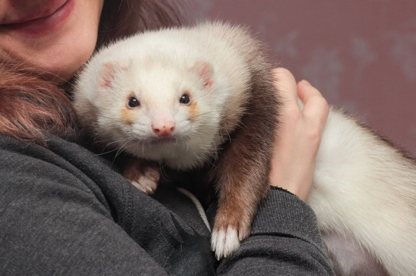 ferret_Alexandra Koval_Shutterstock