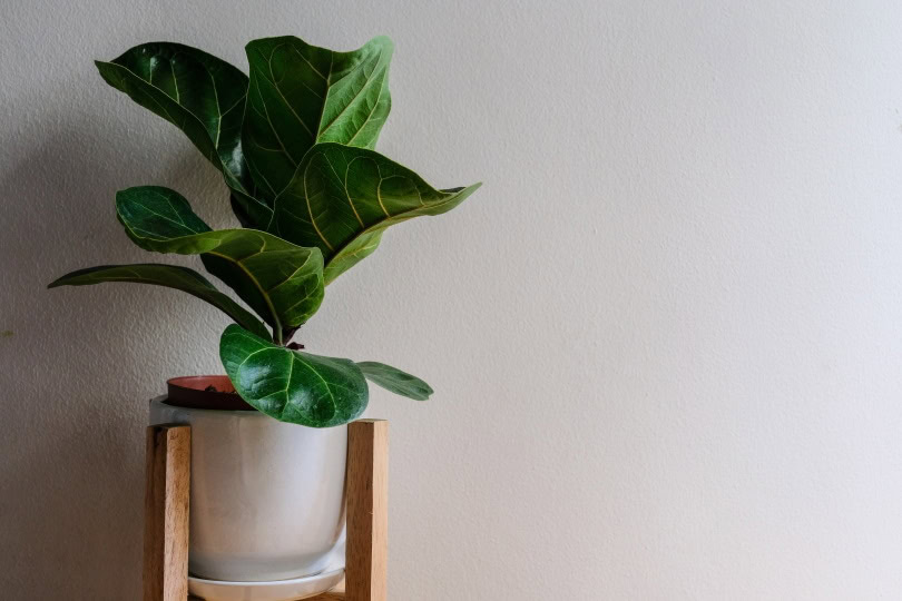 fiddle leaf fig plant_