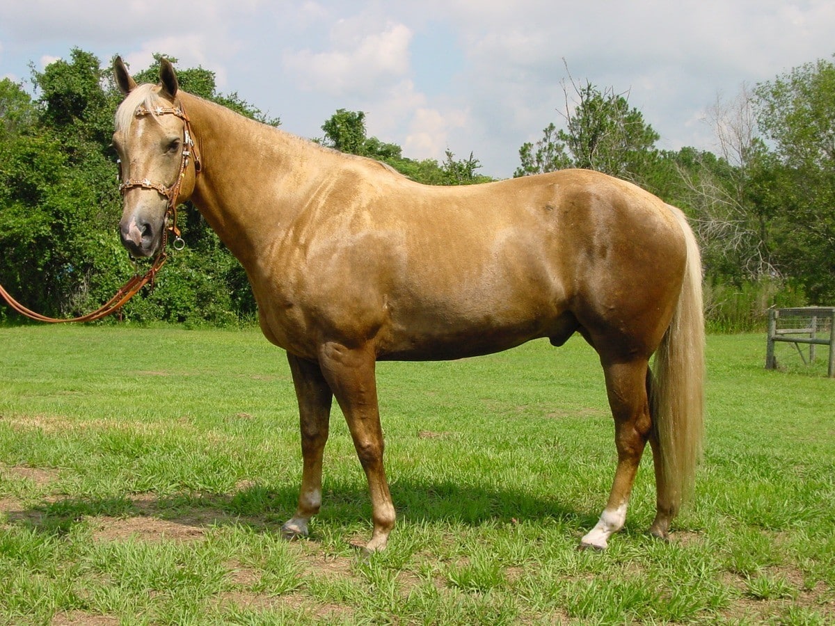 light chestnut horse
