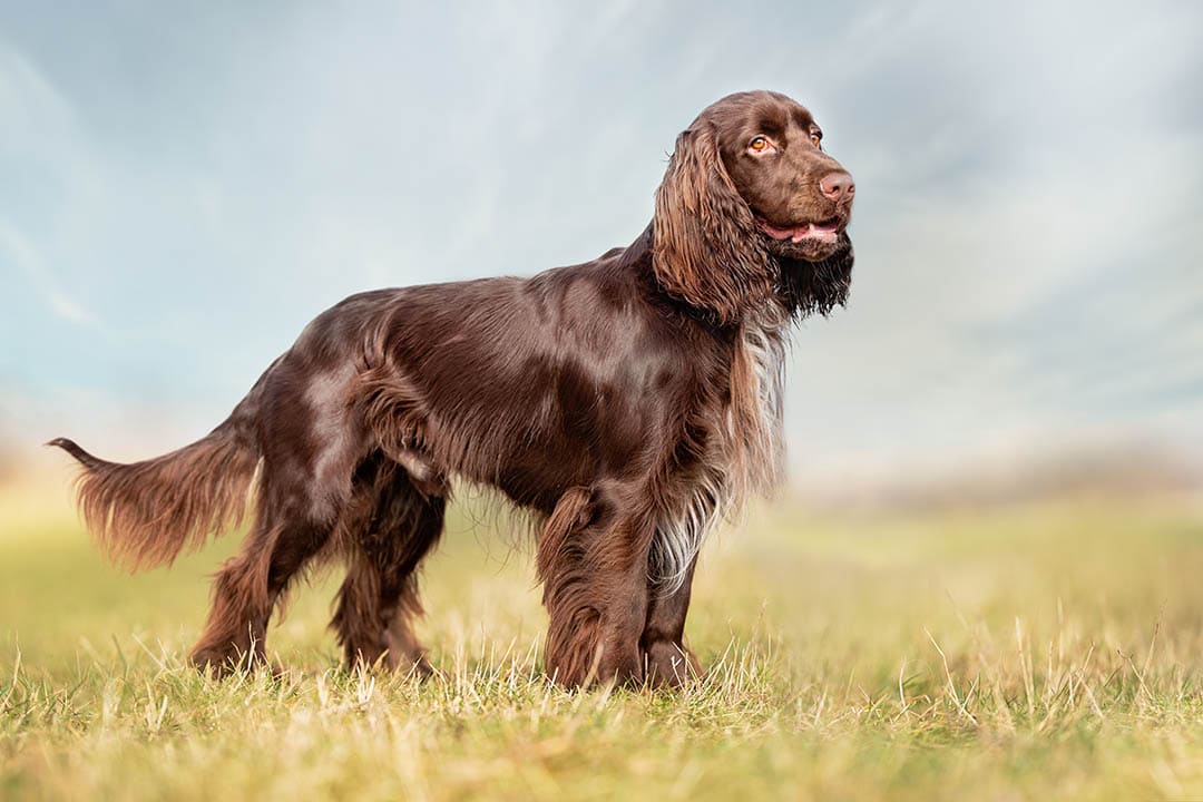 field spaniel outdoor