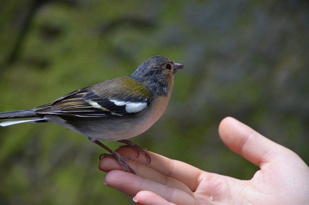 finch in a person's hand