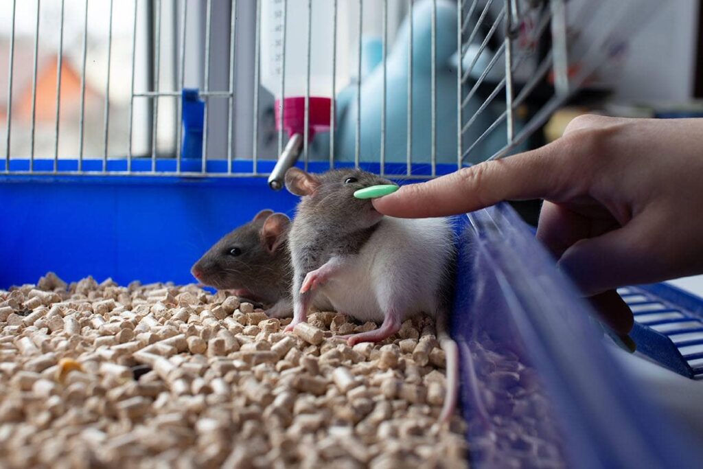 finger pointing rats