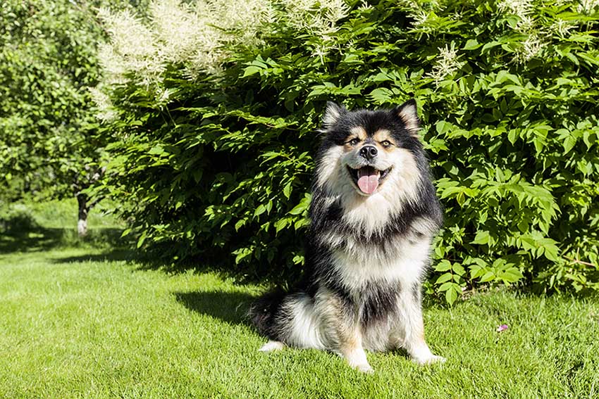 Finnish Lapphund sitting on the grass