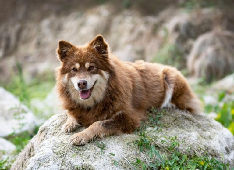Finnish Lapphund Dog Breed: Info, Pictures, Care & More | The Vet Desk