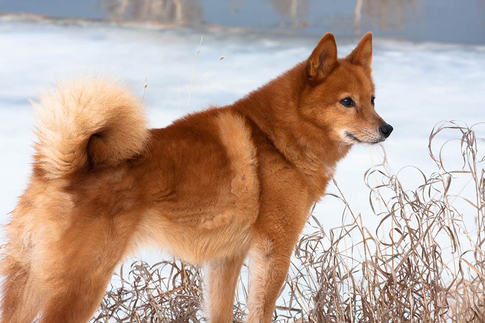 Finnish Spitz on the snow
