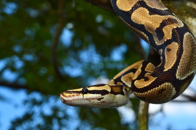 fire ball python