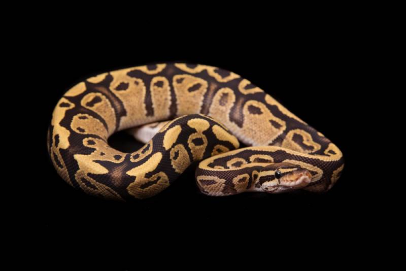 fire ball python