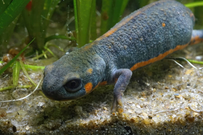 fire belly newt in tank