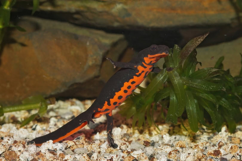 fire belly newt in tank