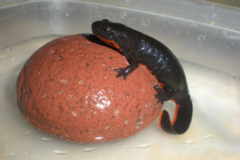 fire belly newt