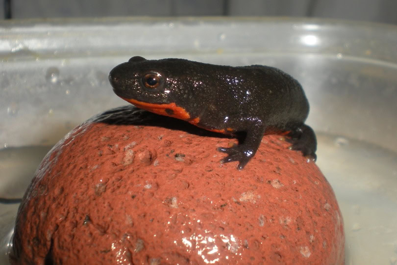 fire belly newt