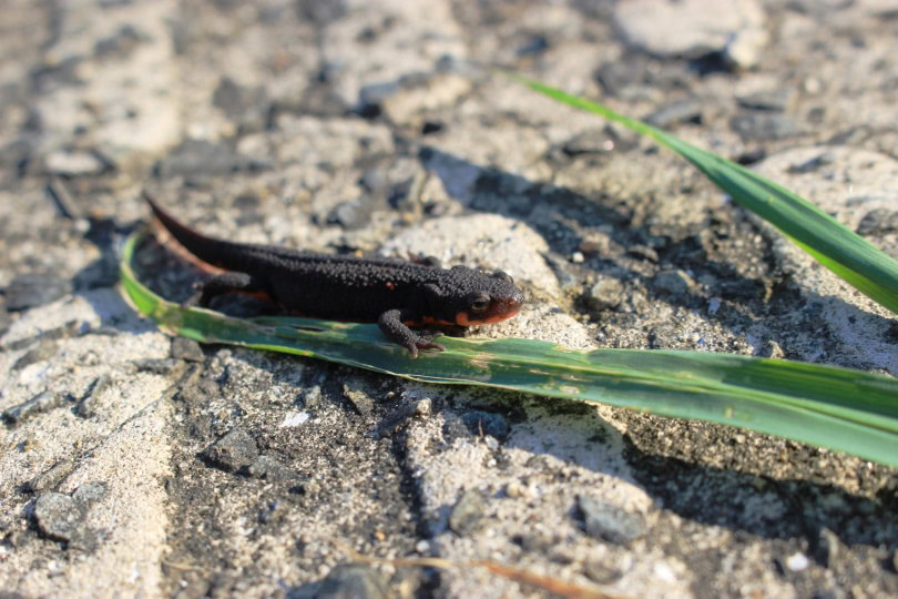 fire belly newt