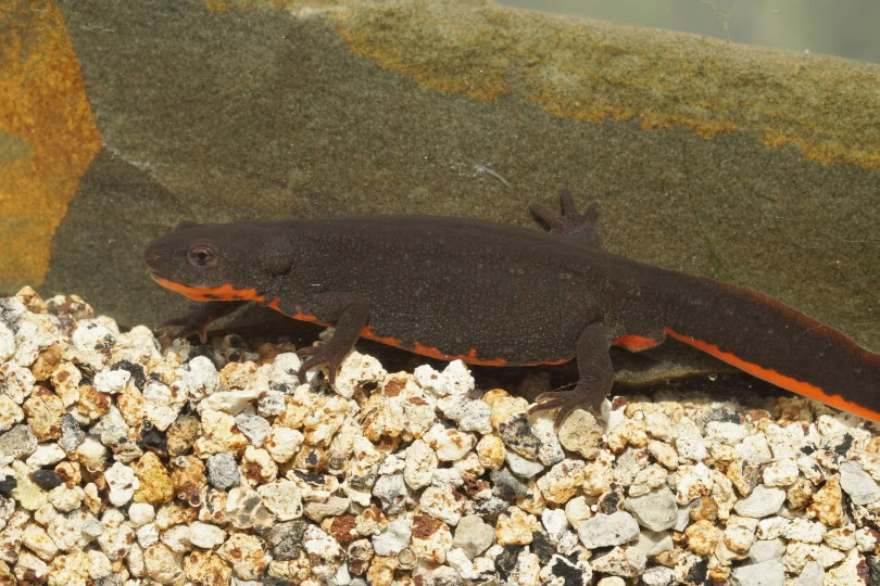fire belly newt