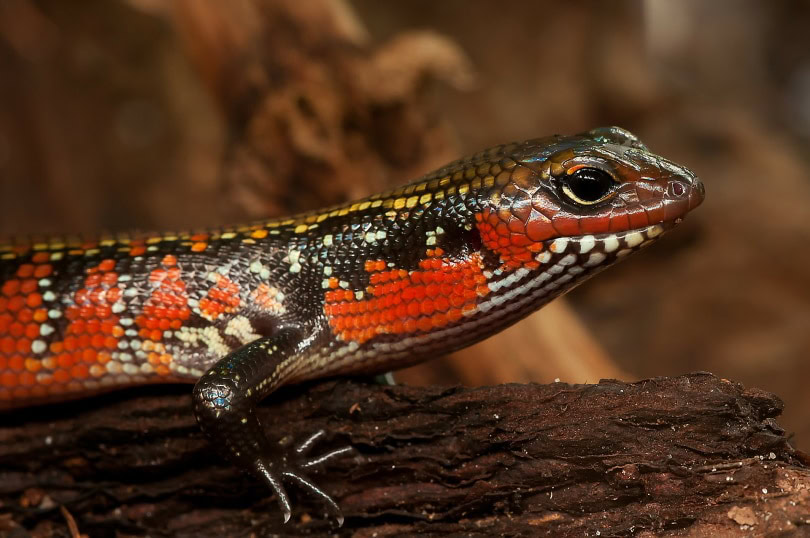 fire skink_miniformat65, Pixabay