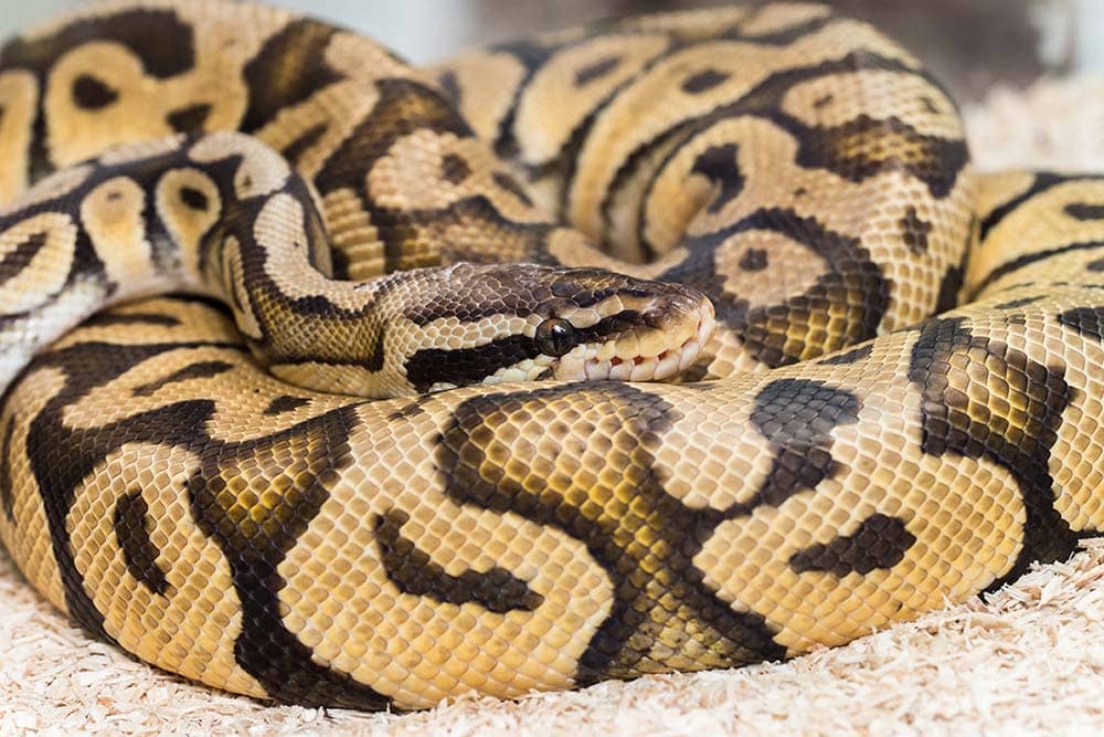 FIREFLY ball python