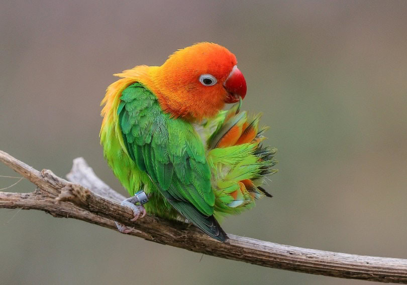 fischer lovebird