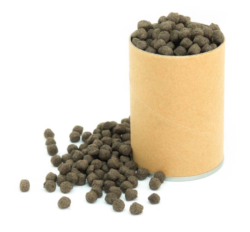 fish feeding food isolated on white background