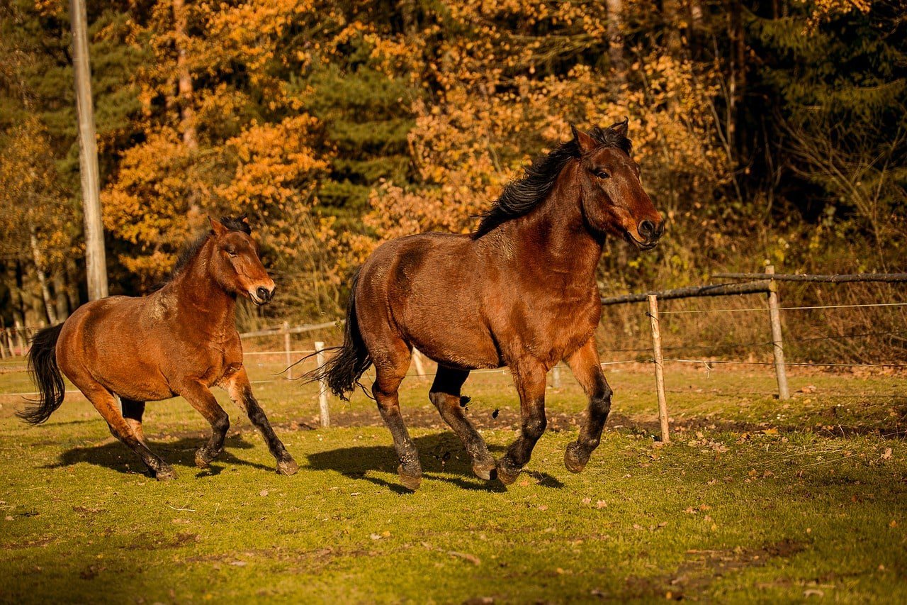fjord horses