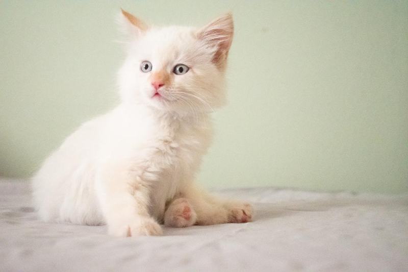flame point ragdoll kitten