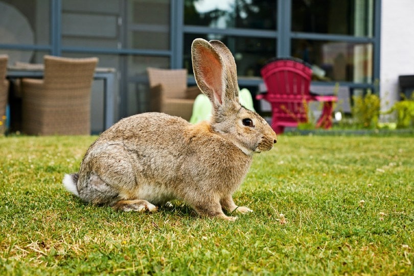 rabbit in garden_mariesacha_Shutterstock