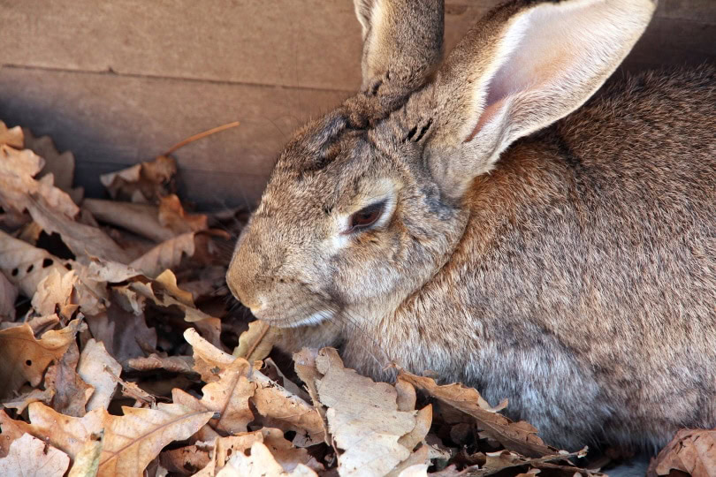 flemish giant rabbit