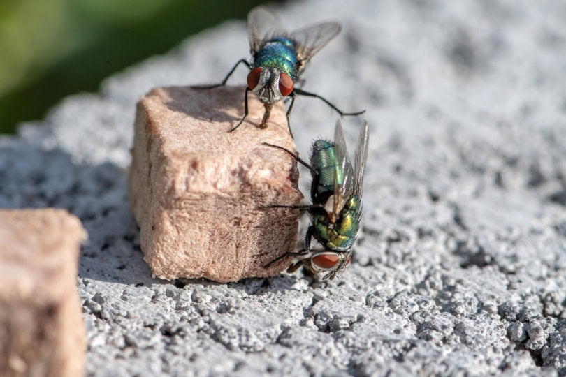 flies on dog food