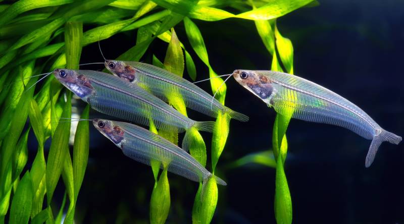 flock of glass catfish